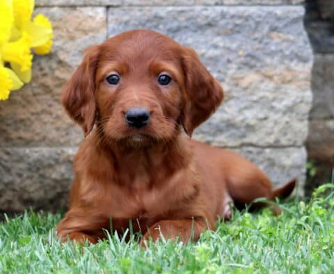 Spencer Setter2
