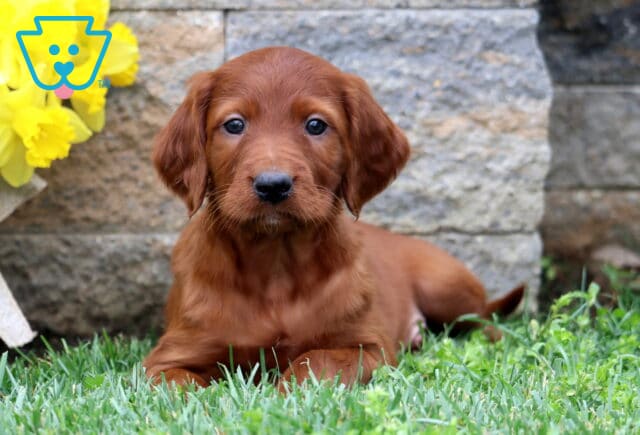 Spencer Setter2 image