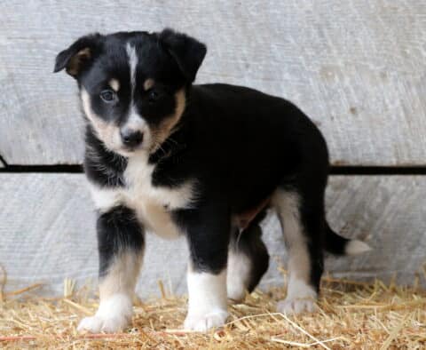 Spike Aussie Mix