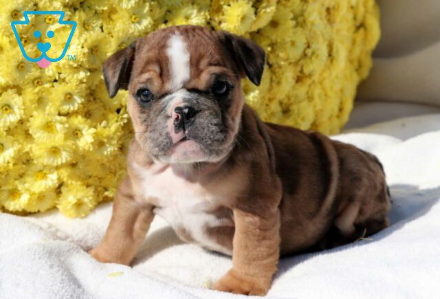 Spike Bulldog image