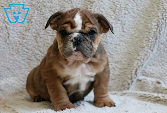Spike Bulldog Retake image