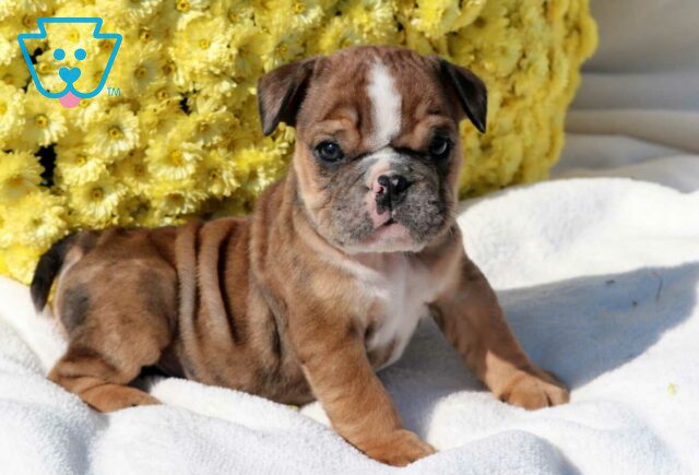 Spike Bulldog3 image