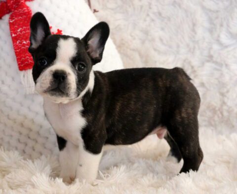 Spike Frenchton2