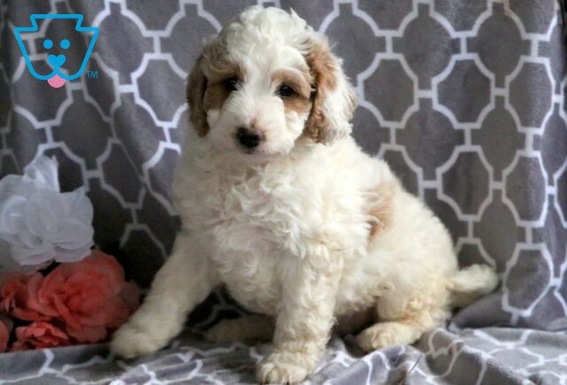 Spike Mini Labradoodle 1-001