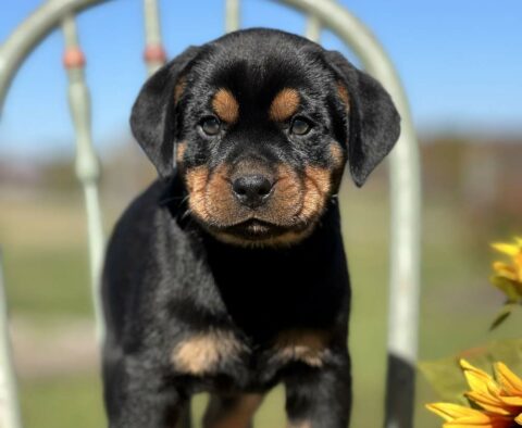 Spike Mini Rottweiler