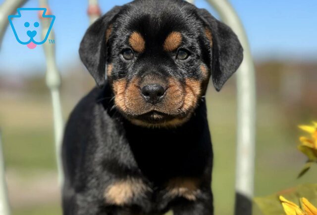 Spike Mini Rottweiler image