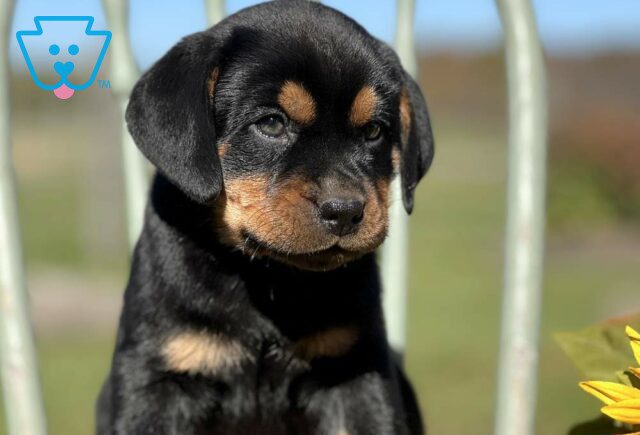 Spike Mini Rottweiler2 image
