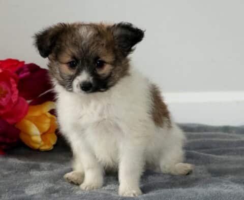 Spike Pomapoo