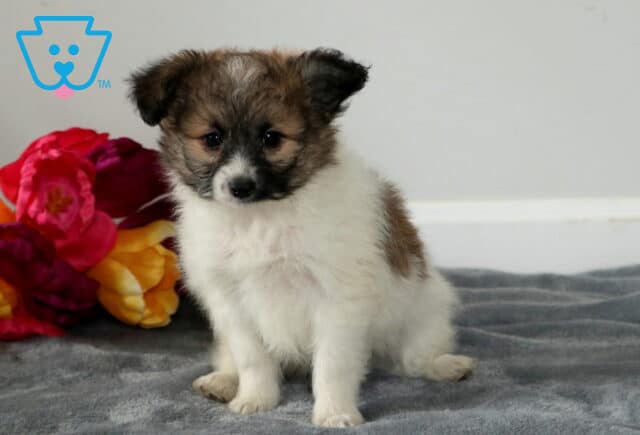Spike Pomapoo image