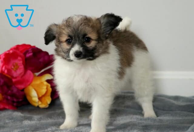 Spike Pomapoo2 image