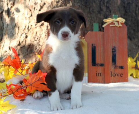 Sponge Bob Border Collie Mix
