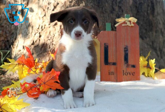 Sponge Bob Border Collie Mix image
