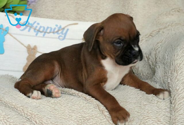 Spot Boxer image