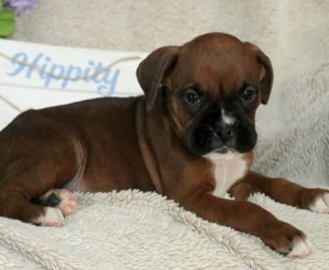 Spot Boxer2