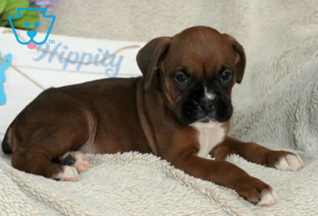 Spot Boxer2 image