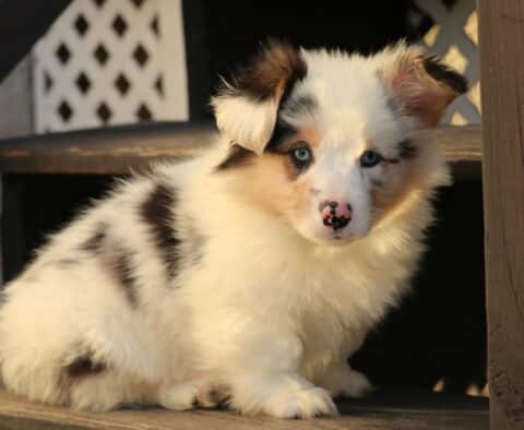 Spot Corgi