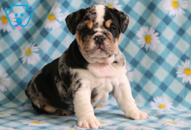 Squishy Bulldog image