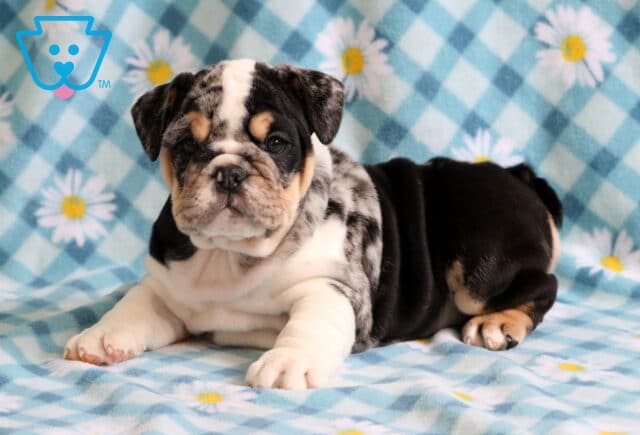 Squishy Bulldog2 image