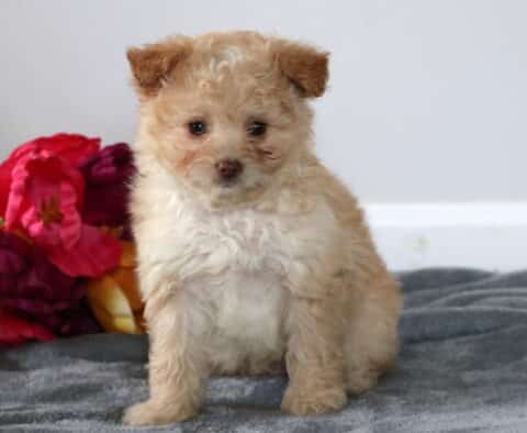 Stan Pomapoo