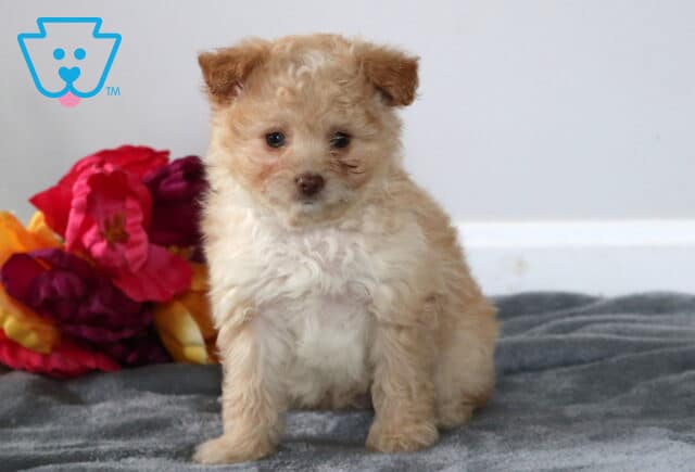 Stan Pomapoo image