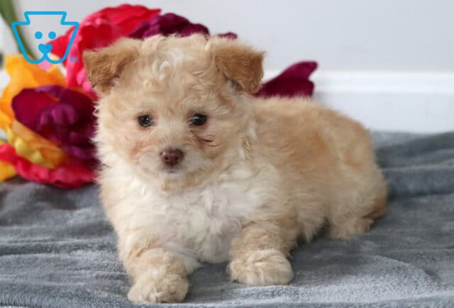 Stan Pomapoo2 image