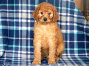 standard poodle puppies for sale