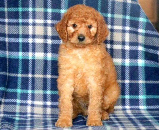 standard poodle puppies for sale