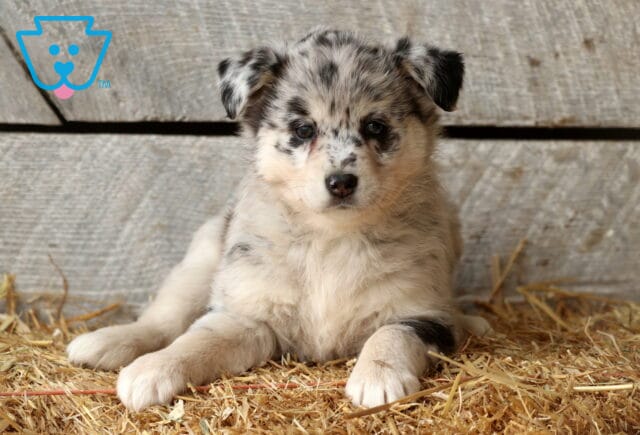 Star Aussie Mix image