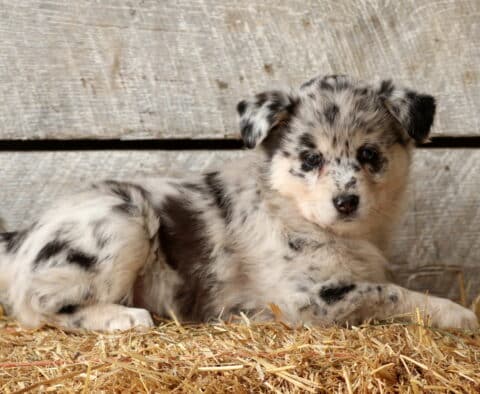 Star Aussie Mix2