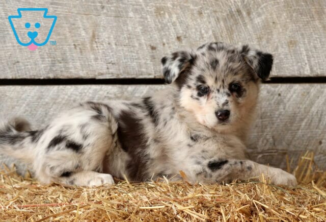 Star Aussie Mix2 image