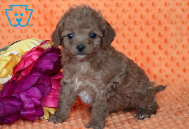 Star Bichpoo image