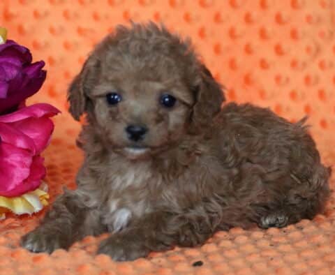 Star Bichpoo2