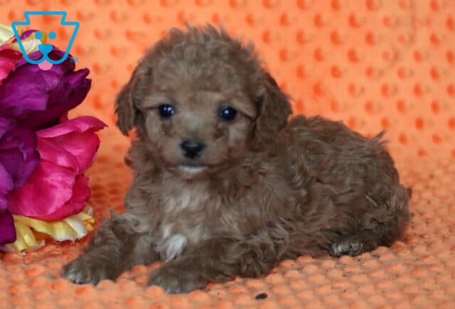 Star Bichpoo2 image