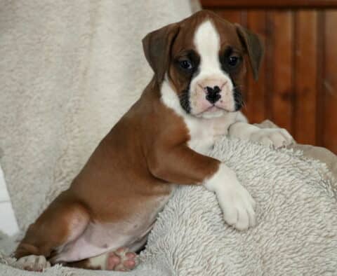 Star Boxer2
