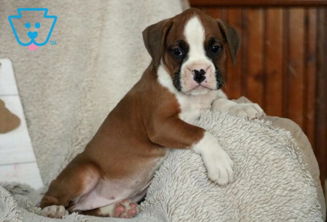 Star Boxer2 image