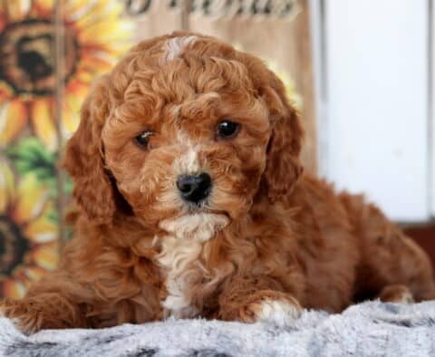 Star Cavapoo