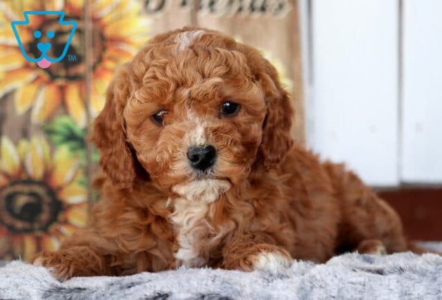 Star Cavapoo image
