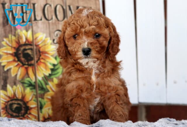 Star Cavapoo2 image