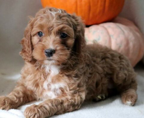 Star Cockapoo