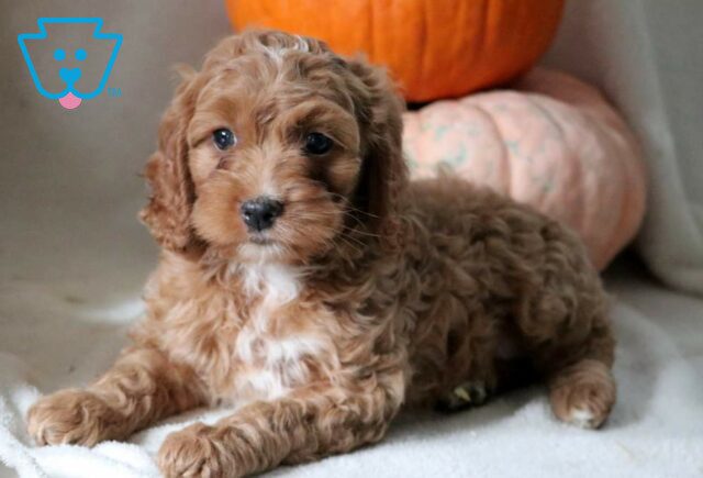 Star Cockapoo image
