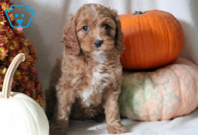 Star Cockapoo2 image