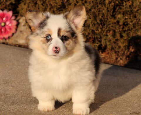 Star Corgi2