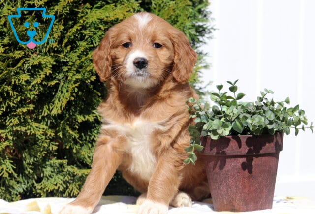 Star Goldendoodle image