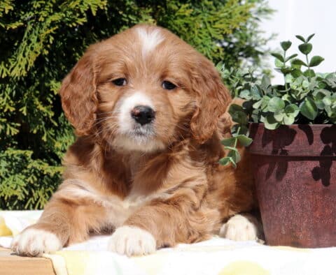 Star Goldendoodle2