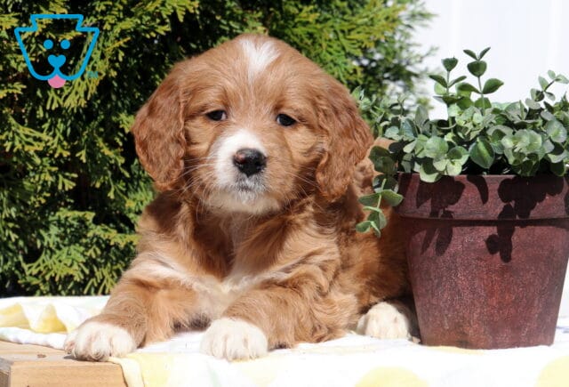 Star Goldendoodle2 image