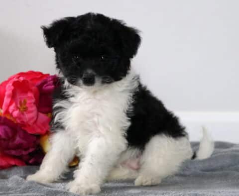 Star Pomapoo