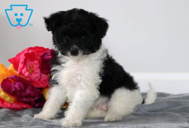 Star Pomapoo image