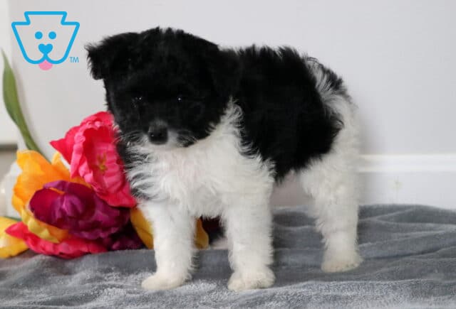 Star Pomapoo2 image