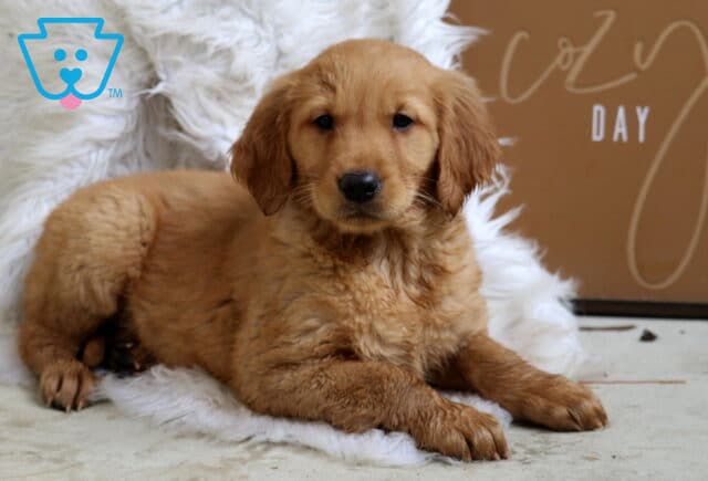 Stella Golden image