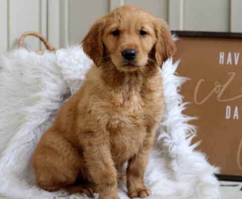 Stella Golden2